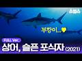 #무비 [무료영화] 상어, 슬픈 포식자 (2021) / 멸종위기종🦈부캉이🦈를 지켜라! thumbnail