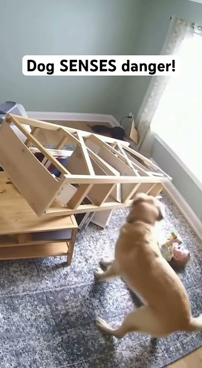 Dog SENSES Danger! #shorts
