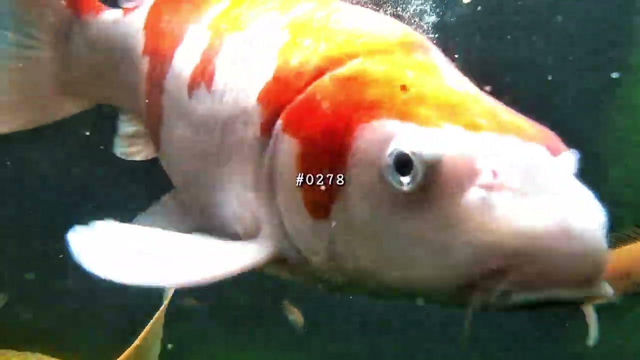 “Gak Nyangka, Cuma Lihat Koi Bisa Bikin Pikiran Langsung Plong!”