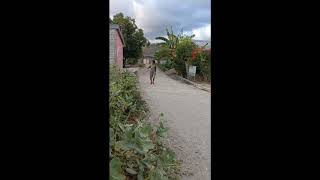 Download Lagu Pencuri ayam tetangga MP3