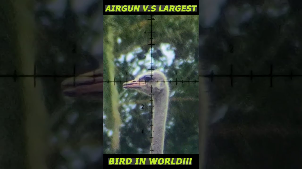 Taking Down Planet S Biggest Bird With Airgun