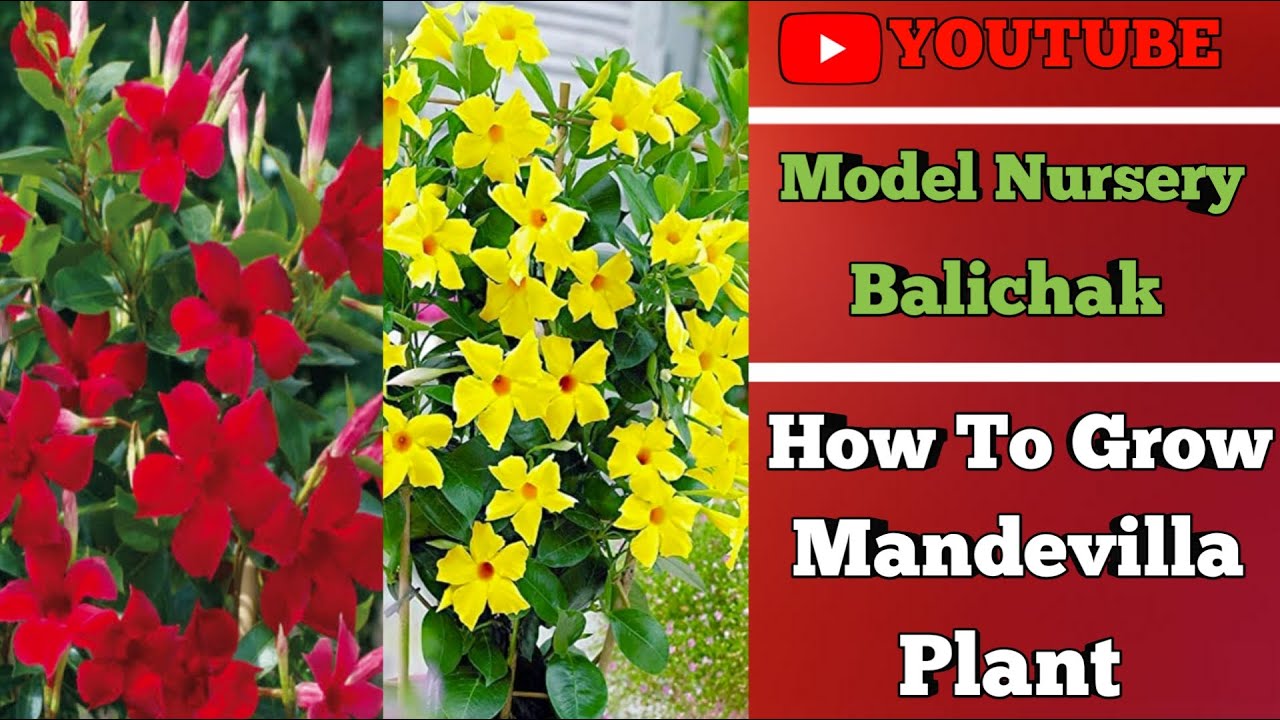 How to grow mandevilla flowers plantmandevilla plant caremandevilla flowers plant YouTube