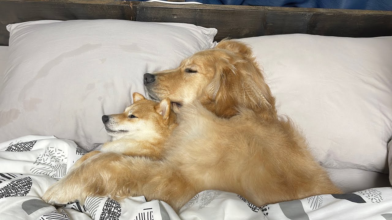 本当の兄妹のように寄り添って眠る豆柴ゴールデンレトリバーが可愛すぎた