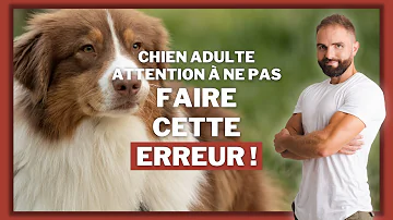 Comment adopter un chien Mira à la retraite ?