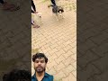 pitbull vs husky dog 🐶 dog fight short #dogfight #husky #pitbull #bulldog #godogs #dobie