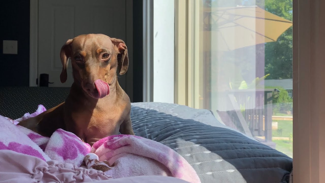 Can Dogs Sleep Under Covers Without Suffocating