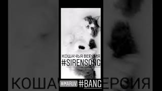 Кошачья версия #sirensong #maruv #cat #bang