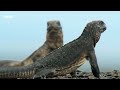 100 Iconic Moments From Sir David Attenborough | BBC Earth