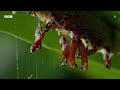 100 Iconic Moments From Sir David Attenborough | BBC Earth