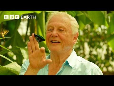 100 Iconic Moments From Sir David Attenborough | BBC Earth