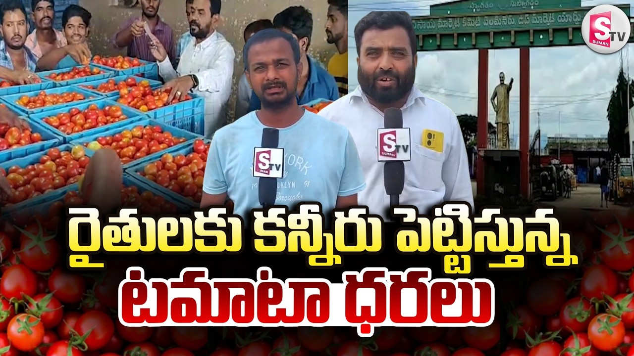 రైతులకు కన్నీరు పెట్టిస్తున్న టమాటా ధరలు | Tomato Price Drop Down In Chittoor | @sumantvchittoor