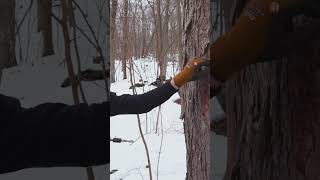 Here's how $200 maple syrup is made. 🍁  #maplesyrup #trees #sap