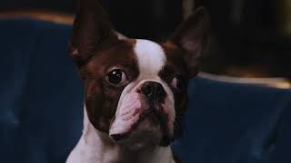 Nervous Pets  Maybe Its Time To Try A Calming Diet   Petmeds