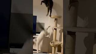 Cat Launches Into The Air!