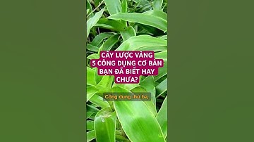5 CÔNG DỤNG CƠ BẢN CỦA CÂY LƯỢC VÀNG