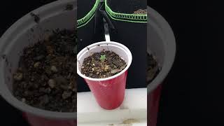 Day 3 from soil auto flower grow [Attitude Seeds]