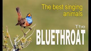 Best singing animals: the bluethroat