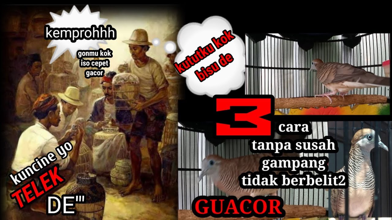 Cara mudah perkutut ombyokan cepat gacor - jitu 