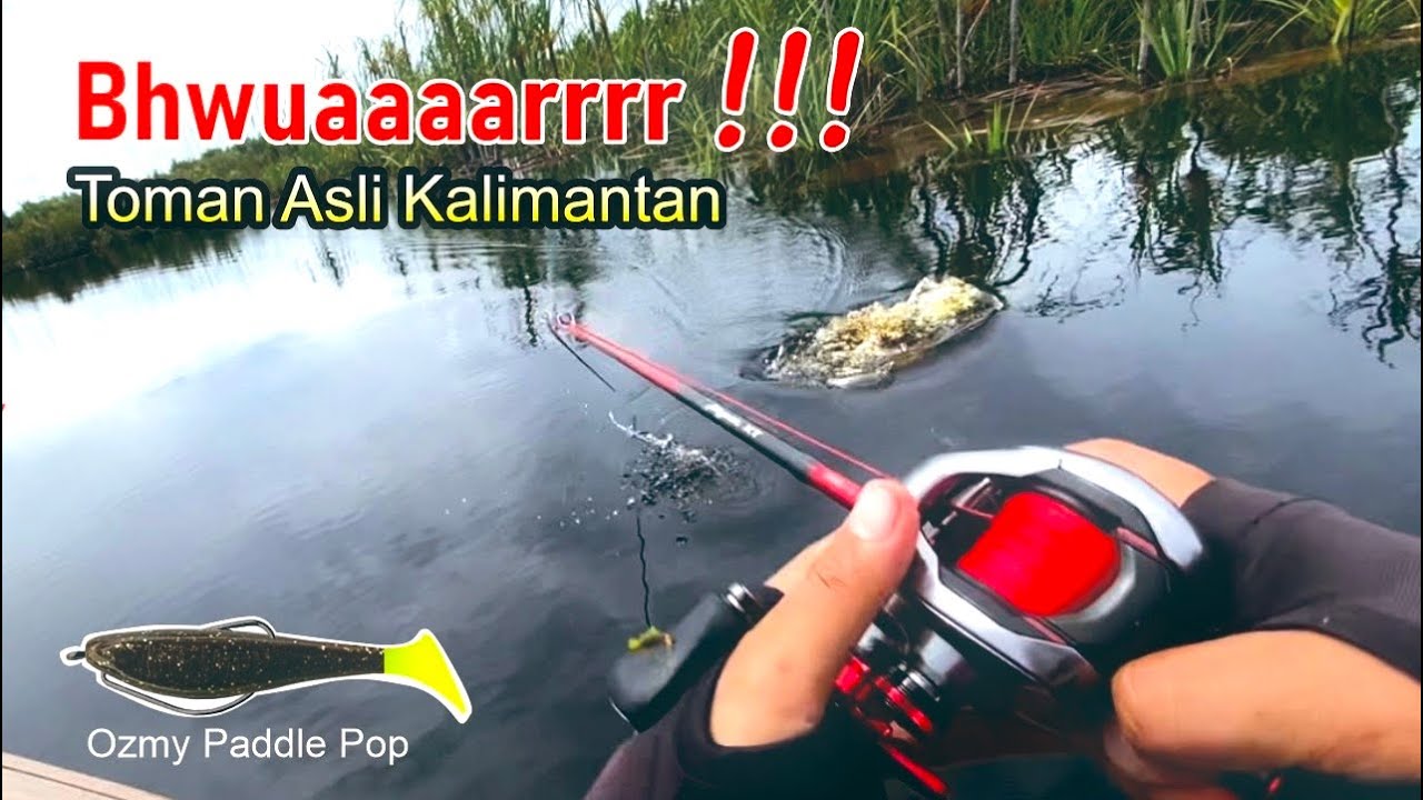TOMAN BRUTAL ‼️ MANCING IKAN TOMAN DI PEDALAMAN KALIMANTAN | SHIMANO SCORPION DC 151 XG