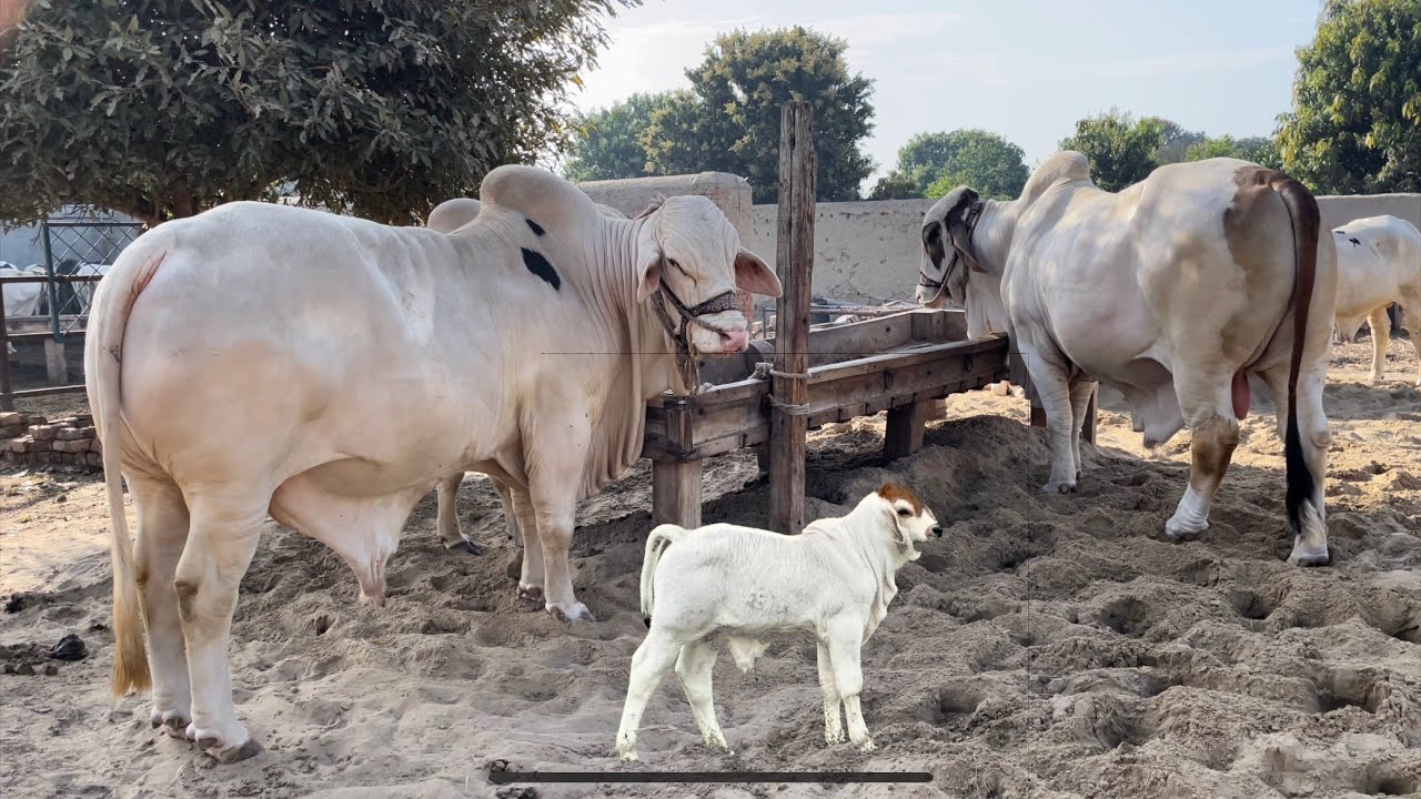 Master Cattle farm  M5 M7 kmaal ka breeding farm  0318 6764673