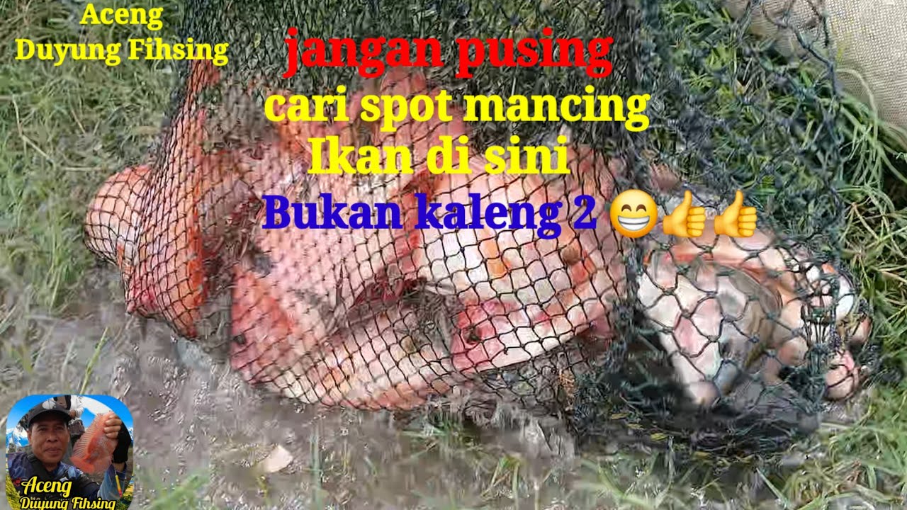 Info Kotrekan ‼️ tiket 40k sabtu 28 Vebruari 2026 empang bang emul poncol SD 