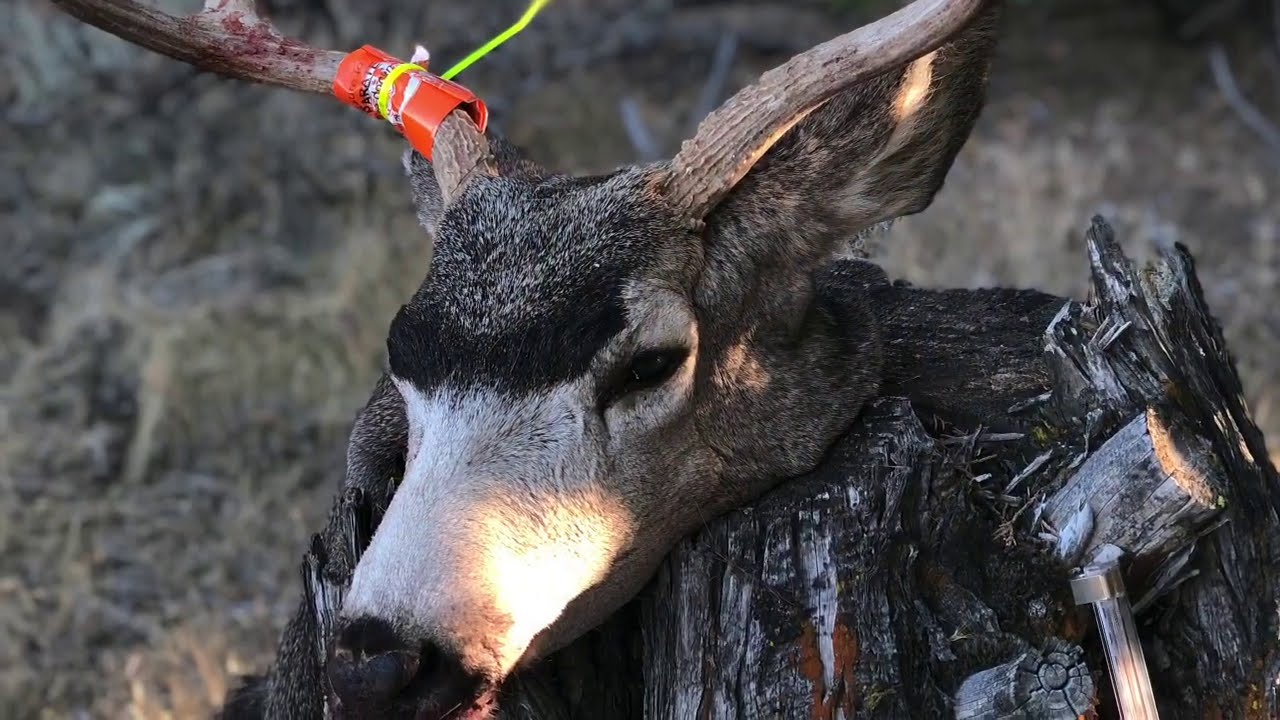 Successful California 2019Mule deer hunting zone X3B public land , Big