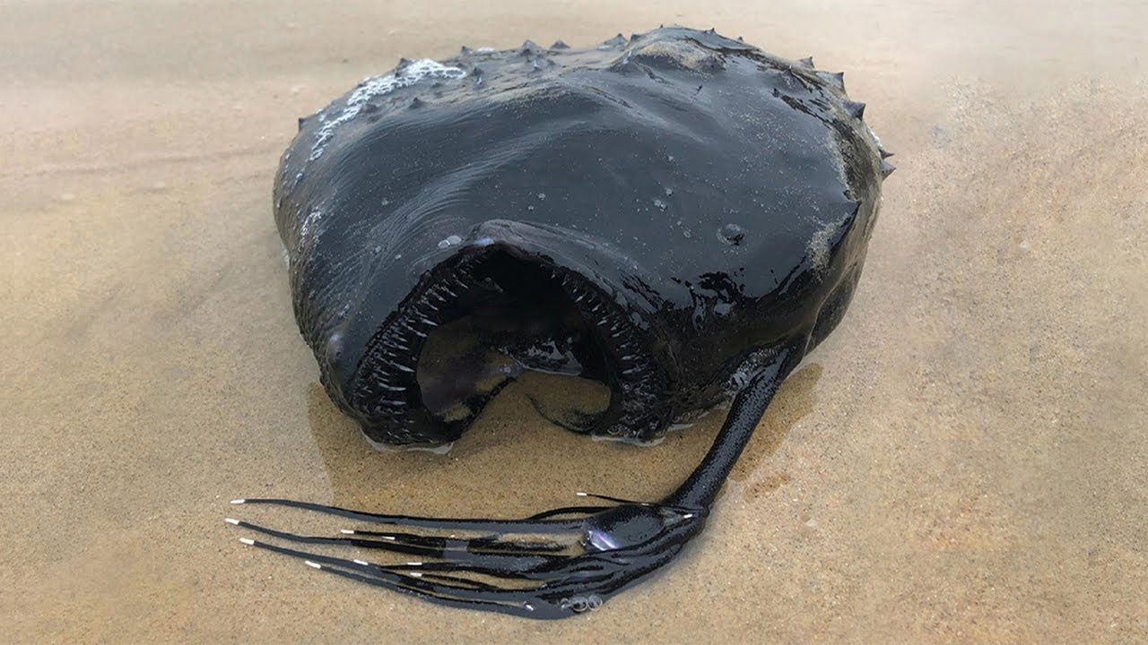 Странное существо выбросило на пляж... - YouTube