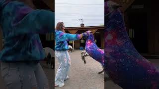 Forever dancing with my best boy💜 #shorts #shortsvideo #horse #equestrian #pony #fypyoutube