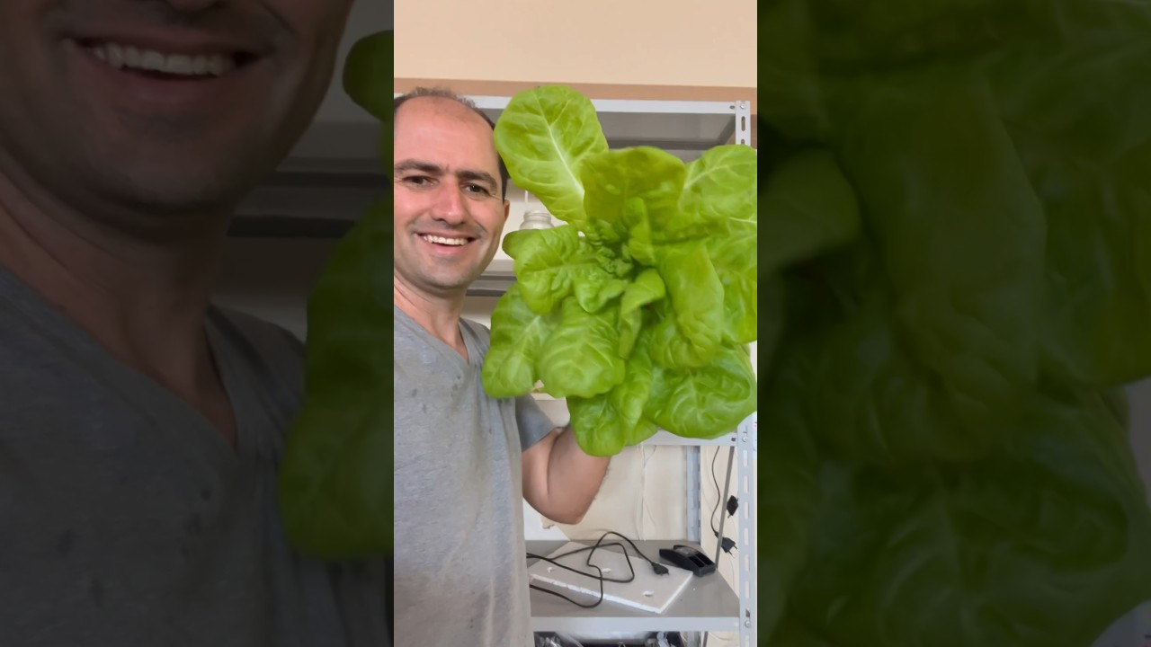 ALFACE HIDROPÔNICO CULTIVADO EM LÂMPADA DE LED