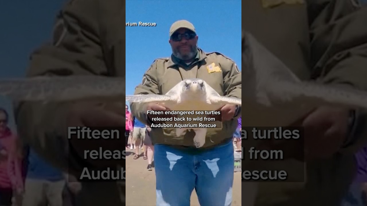 Fifteen endangered sea turtles released back to wild from Audubon Aquarium Rescue