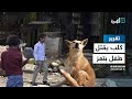 قصة طفل تسببت الكلاب الضالة بوفاته في تعز 