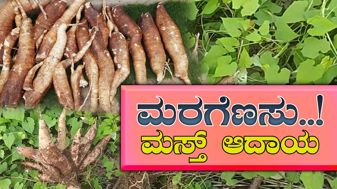 ಮರಗೆಣಸು ಬೆಳೆ ಎಂತಹ ಕೃಷಿಕರಿಗೆ ಸೂಕ್ತ? Organic cassava farming 