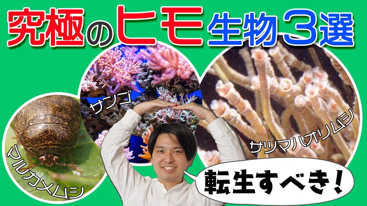 転生すべき究極のヒモ生物3選。何も食べずに生きていける「サツマハオリムシ」が特にオススメ【共生細菌】#18