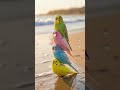 what a work of art #explore #love #nature #birds #music #viral