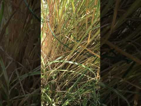 Video: Floppy okrasne trave - zakaj okrasna trava pada