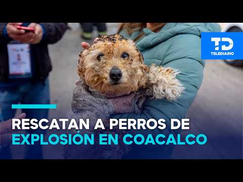 10 puppies and a fish were burned! Animals rescued from a gas plant explosion in Coacalco
