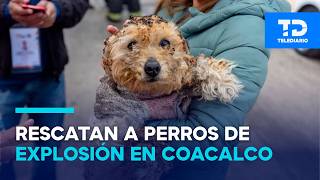 Ten puppies and a fish were burned! Animals rescued from a gas station explosion in Coacalco