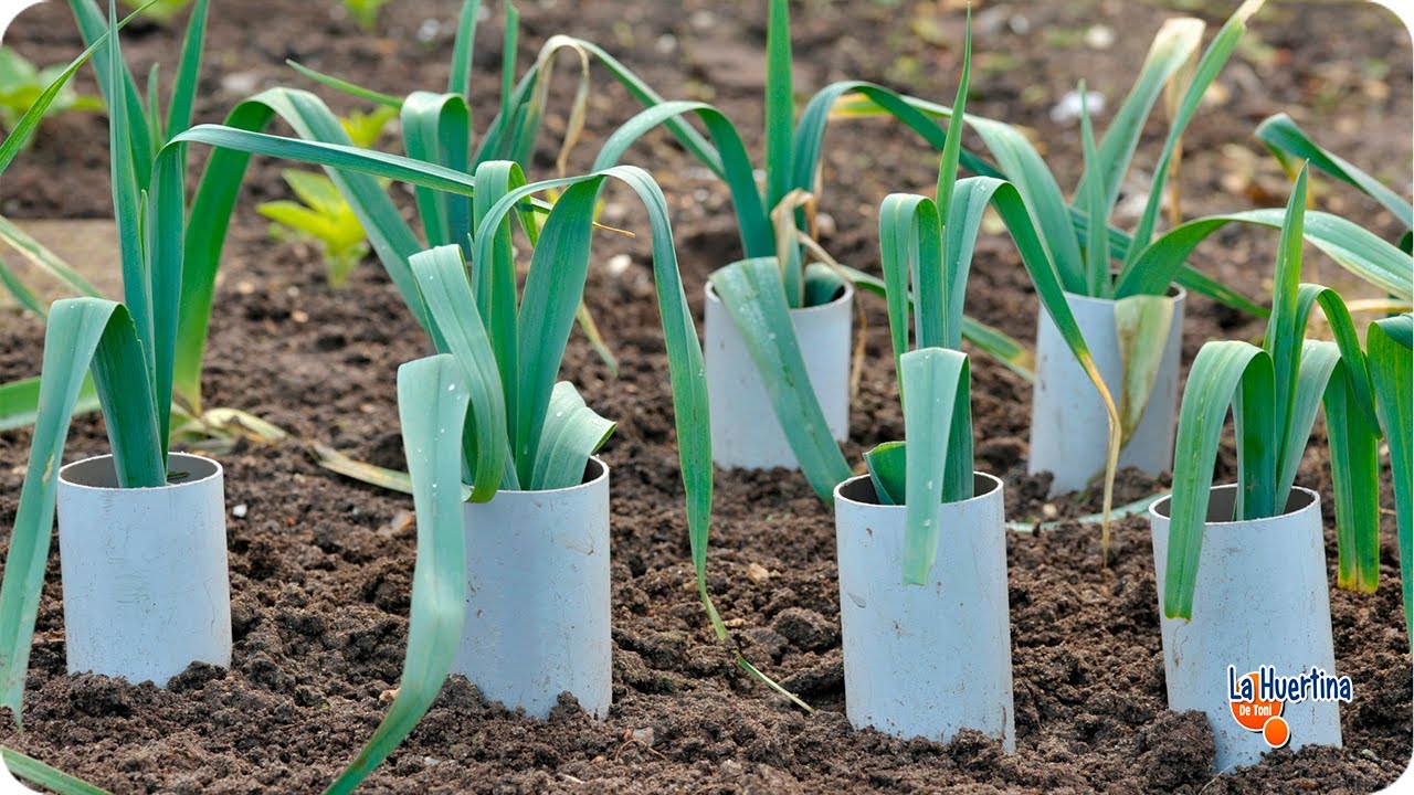 Como Blanquear Y Cosechar Puerros En El Huerto || Cultivo Del Puerro || La Huertina De Toni