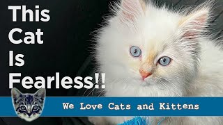 This Fearless Cat Will Steal Your Heart (And Maybe Your Hiking Boots)! by Cats and Kittens 594 views 1 month ago 3 minutes, 51 seconds
