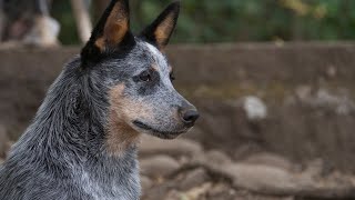 Training Your Australian Cattle Dog for Tracking and Trailing Work
