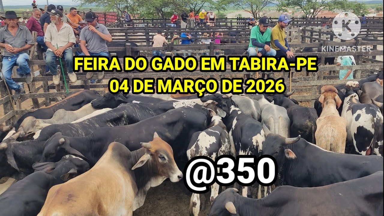 Feira do Gado de Tabira-PE / arroba de Boi Gordo em alta dia 04/03/26