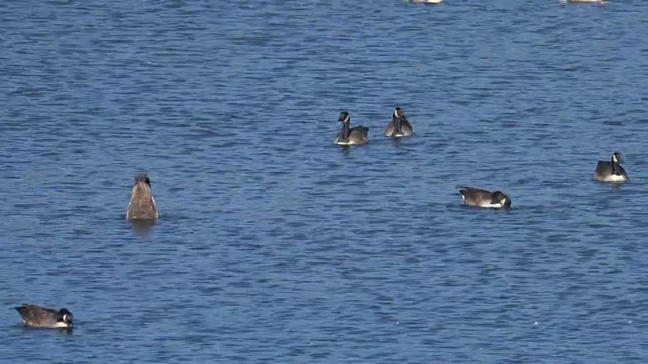 Canada Geese Dabbling