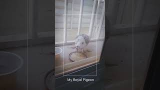 #pigeon #feed
