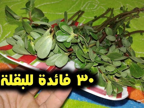 فيديو: خصائص مفيدة لعشب بقلة الخطاطيف. الخصائص الطبية وقواعد الاستخدام