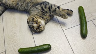 My cat and fake snakes challenge by Rory the Cat 107,456 views 3 years ago 3 minutes, 29 seconds