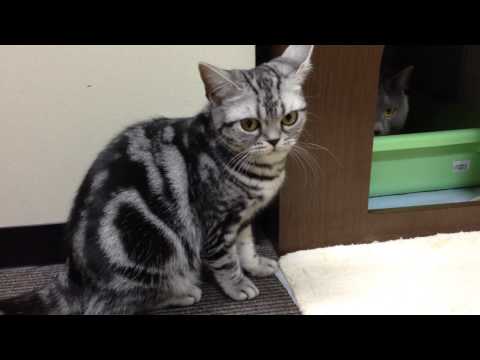 とっても可愛いアメリカンショートヘア　American Shorthair