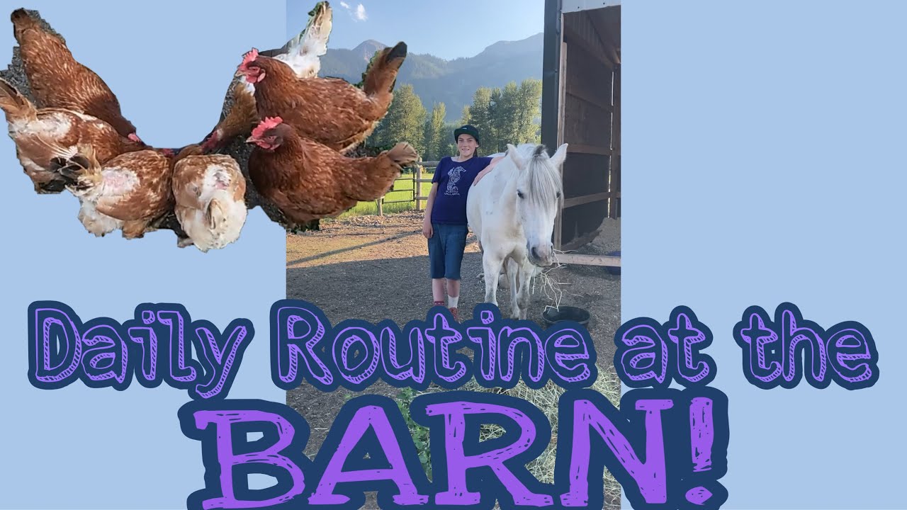 Horse sitting!! ||daily routine at the barn - YouTube