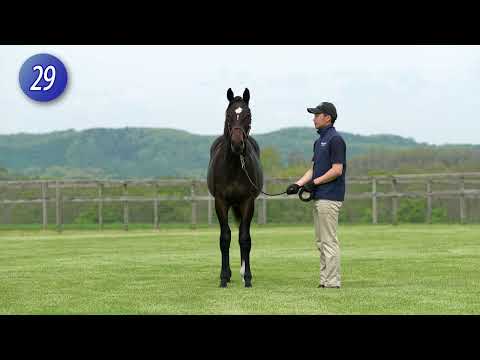 2026セレクトセール1歳上場馬 ウォーキング動画まとめ