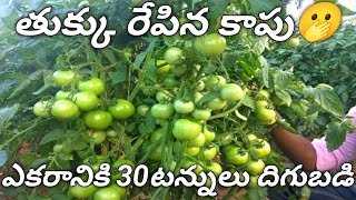 సాహో టమోటా పంట సాగు చేసే విధానం// Saho Tomato Farming explanation