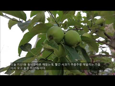 광주 동구 지산1동 동네 한 바퀴, 조대후문 도내기시장과 단초싸움 놀이가 있었던 추억찾아 골목여행